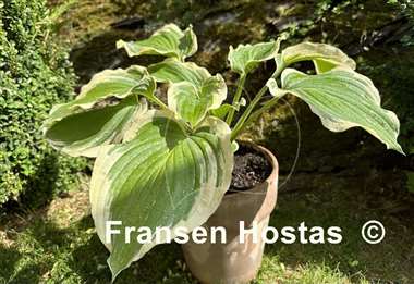 Hosta Wildest Dreams